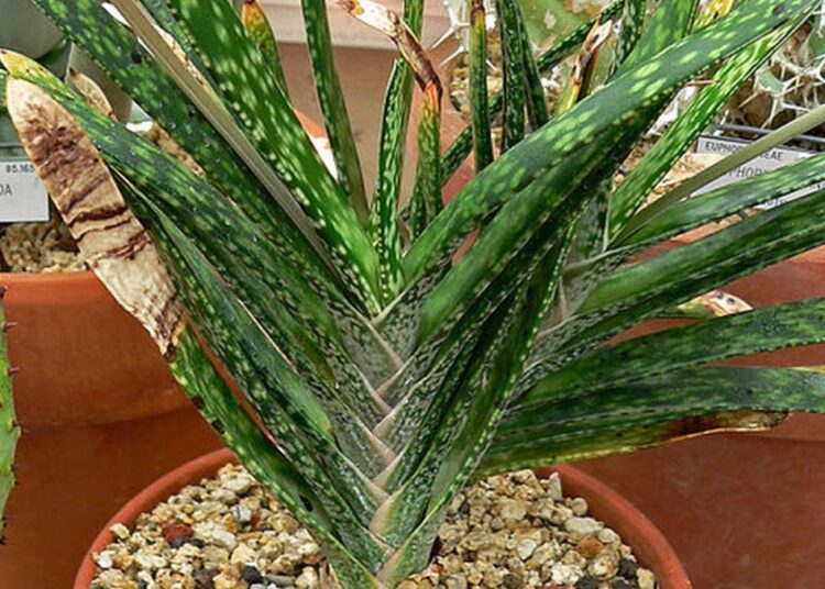 Gasteria