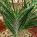 Gasteria