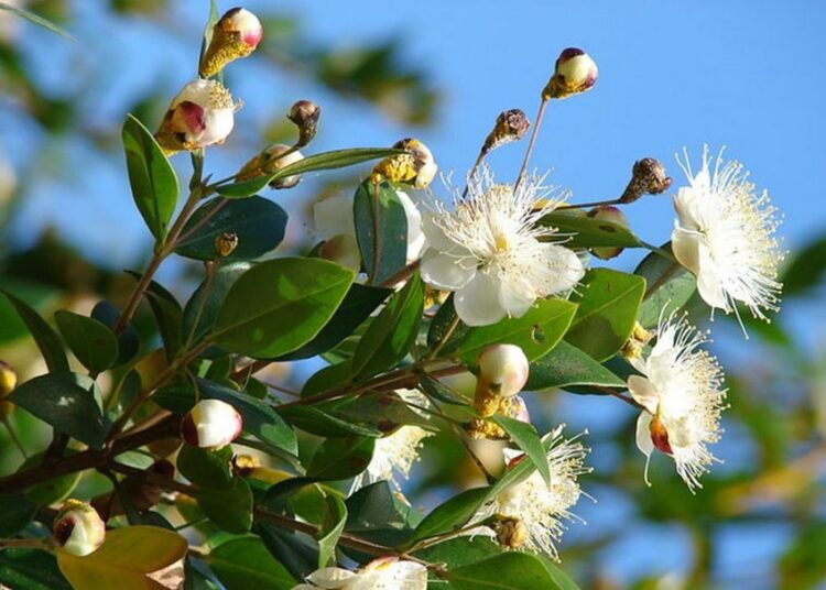 Myrtus communis