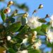 Myrtus communis