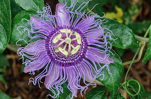 Passiflora incarnata - Mučenka: Popínavá pokojovka se zajímavými květy