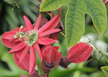Passiflora racemosa