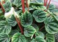 Peperomia