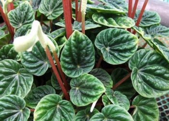 Peperomia