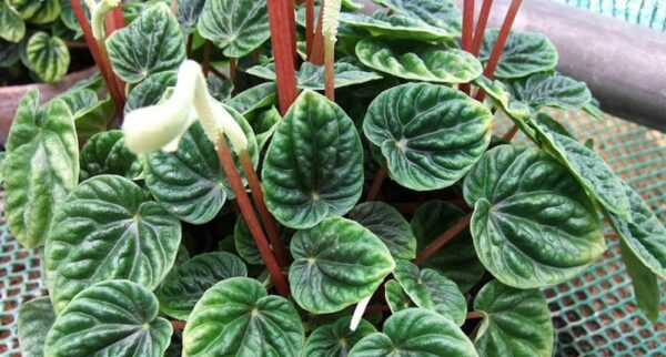 Peperomia