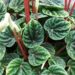 Peperomia