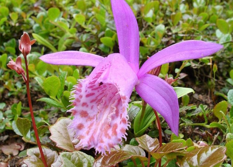 Pleione limprichtii