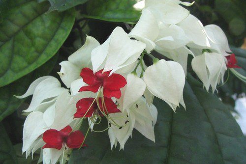 blahokeř - Klerodendron: Exotická liána může být ve vašem bytě
