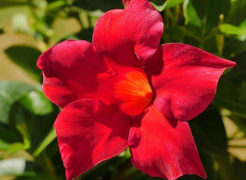 cervený květ - Mandevila je exotická popínavá rostlina, pro okrasu teras a balkónů