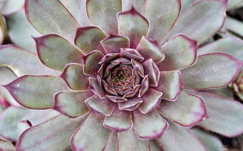 dužnatka - Echevérie – nenáročný sukulent s překvapivě krásnými listy i květy