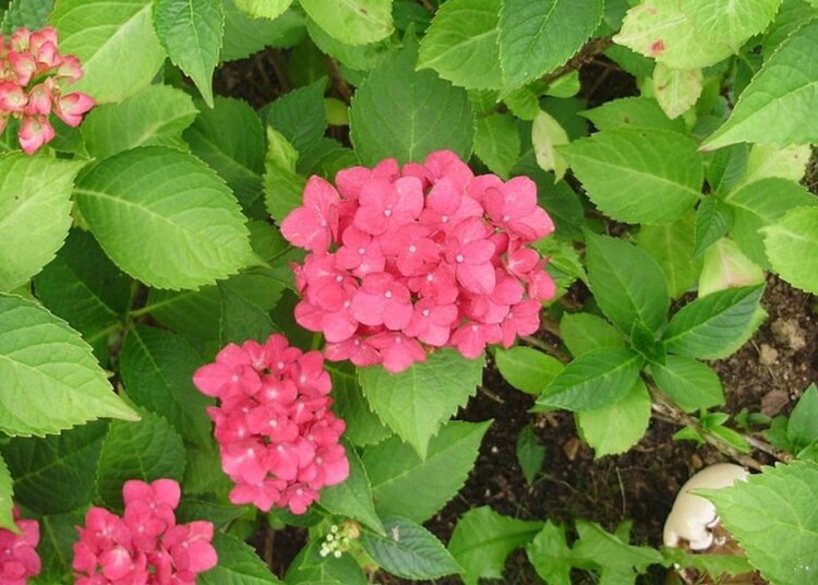 hortenzie velkolistá
