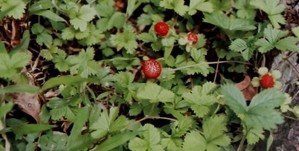 jahůdka indická spáry