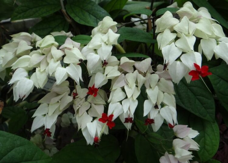 klerodendron