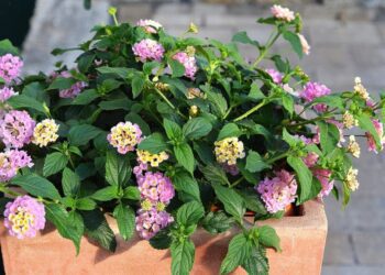 lantana