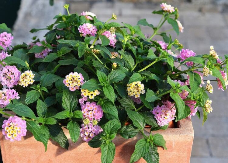lantana