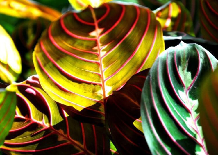 maranta