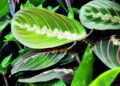 maranta