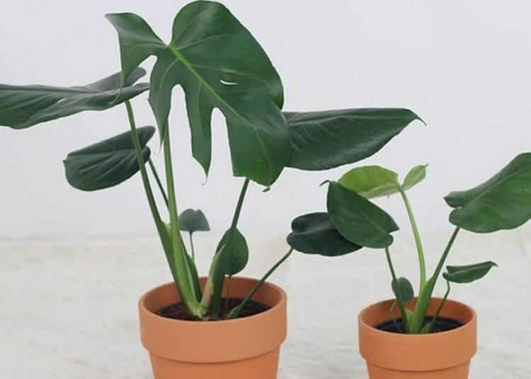 monstera