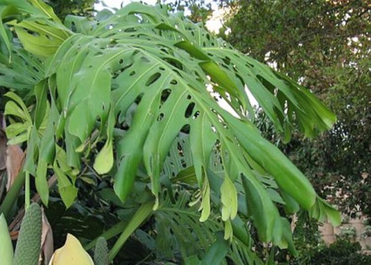 monstera