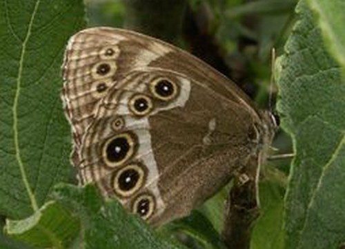 motýl - Ostřice jako součást travní směsi. Jaké jsou její přednosti