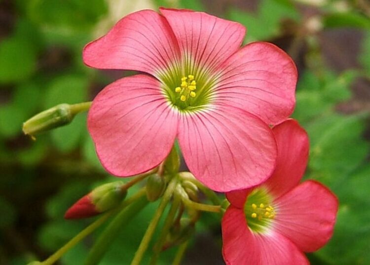 oxalis