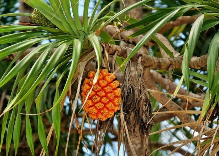pandanus