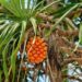 pandanus