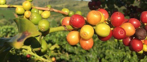 plody kávy