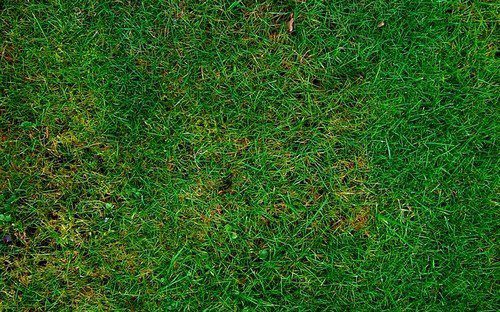 poškozený trávník