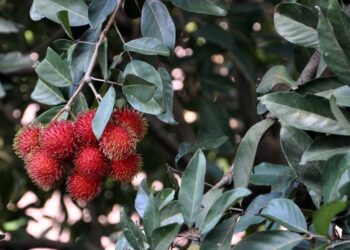 rambutan