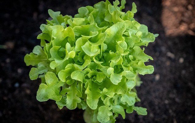 saláty - Salát je možné pěstovat celoročně v květináči za oknem. O jaké odrůdy se jedná?