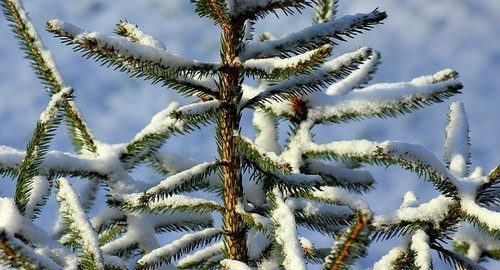 strom v zimě - Co všechno musíte udělat okolo domu, když napadne těžký mokrý sníh