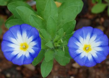 svlačec trojbarevný