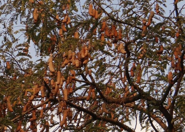 tamarind