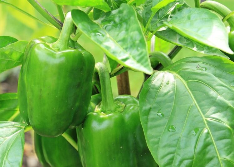 zelená paprika
