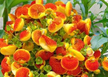 Calceolaria