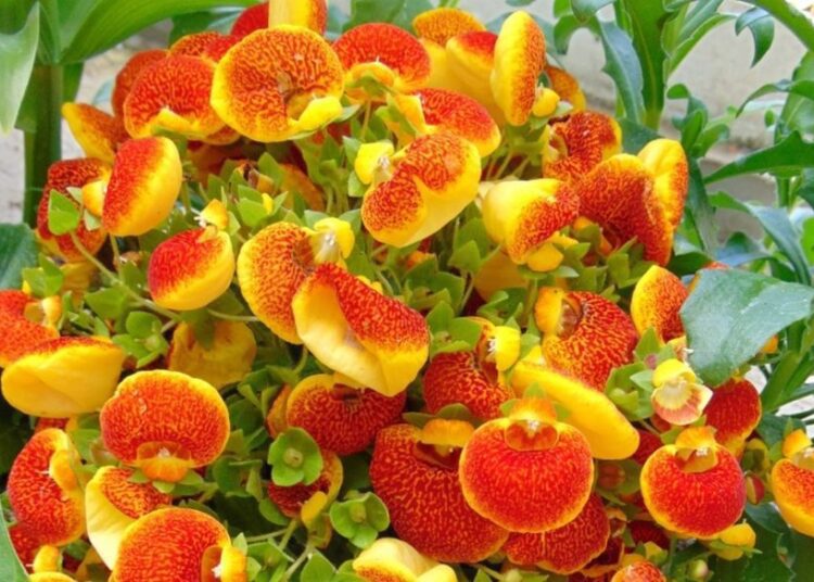 Calceolaria