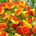 Calceolaria