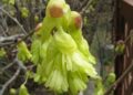 Corylopsis spicata
