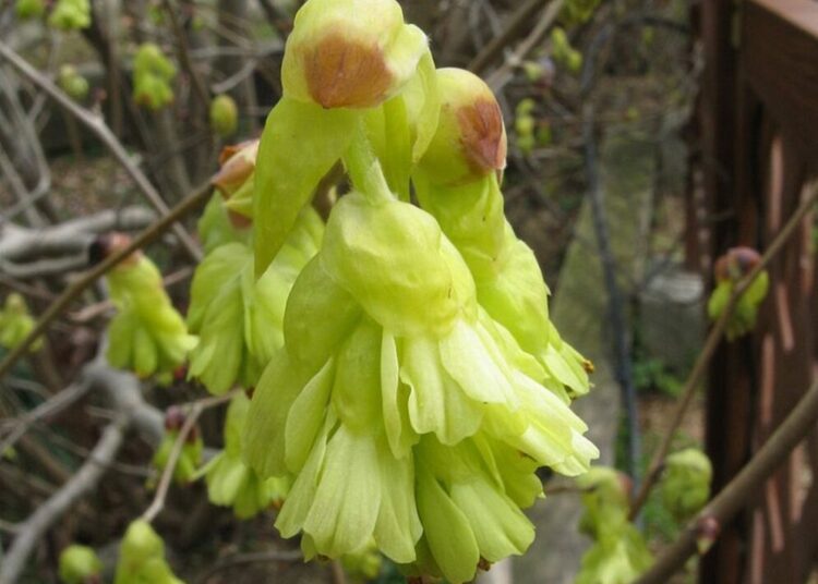Corylopsis spicata