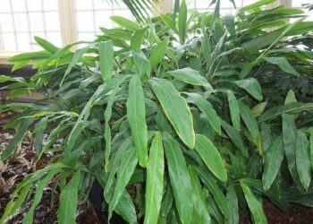 Elettaria Cardamomum