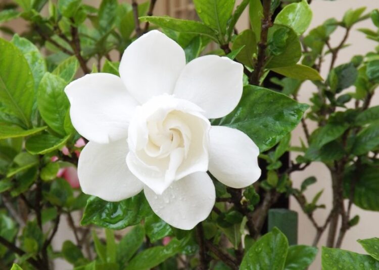 Gardénie jasmínovitá