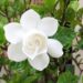 Gardénie jasmínovitá