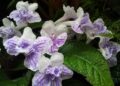 Streptocarpus