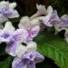 Streptocarpus