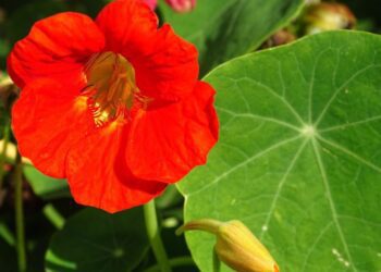 Tropaeolum