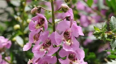 angelonia archangel