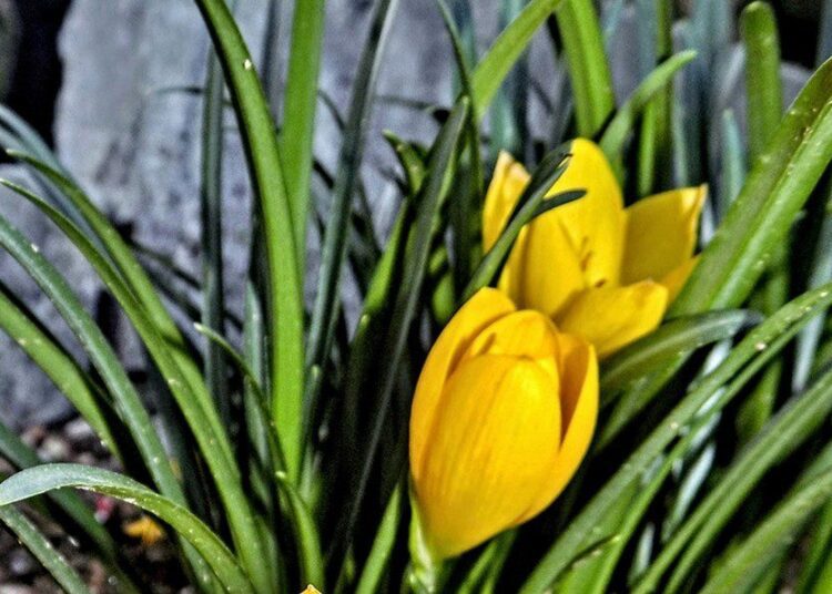 crocusy