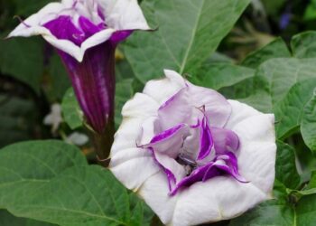datura metel