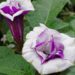 datura metel